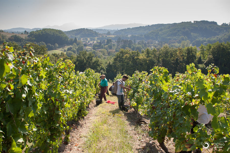 Vendanges à Andert