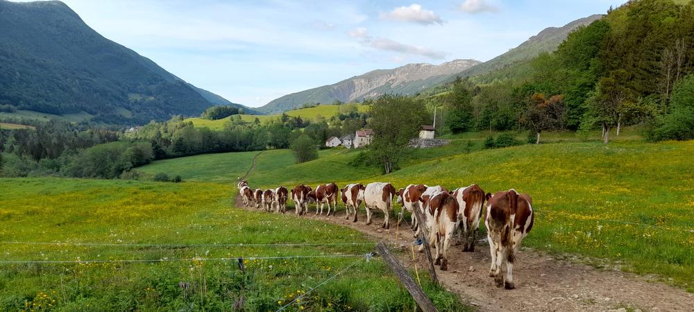 Vaches dans un champs