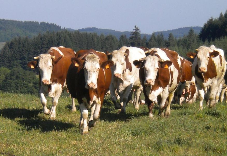 Vaches