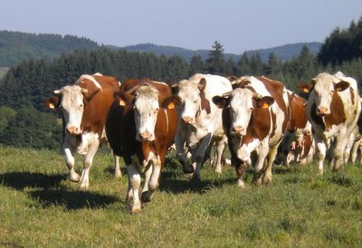 Vaches