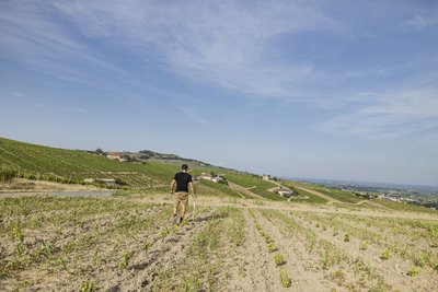 Les vignes