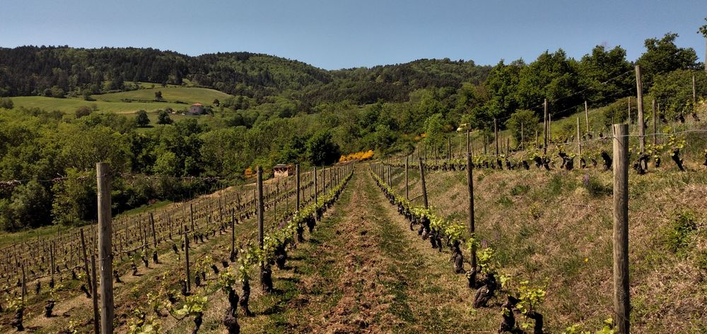 Vignes du Domaine des Terrasses
