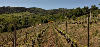 Vignes du Domaine des Terrasses