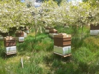 Le Rucher de Pierre_Ydes