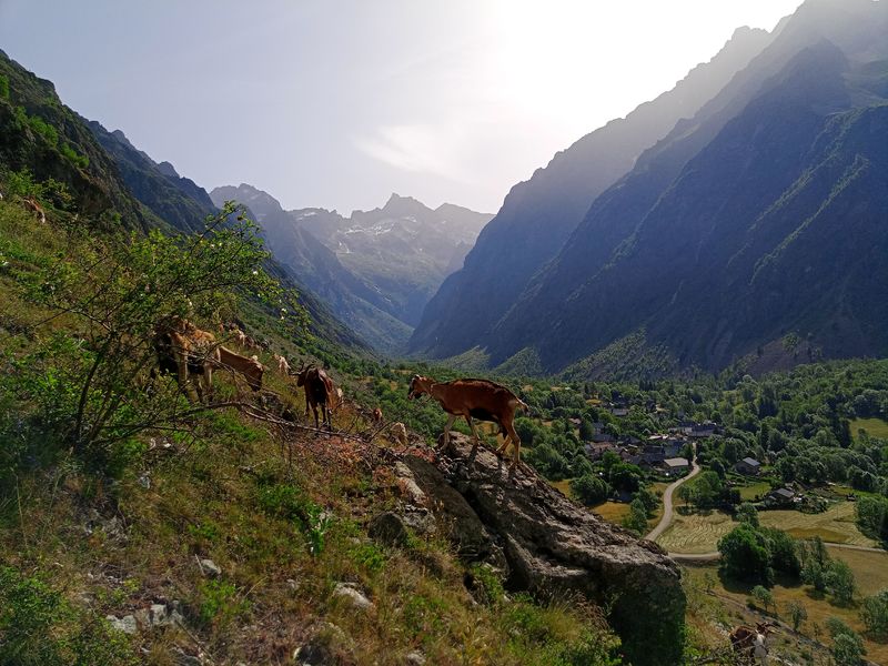 Troupeau caprin en pâturage autour du village