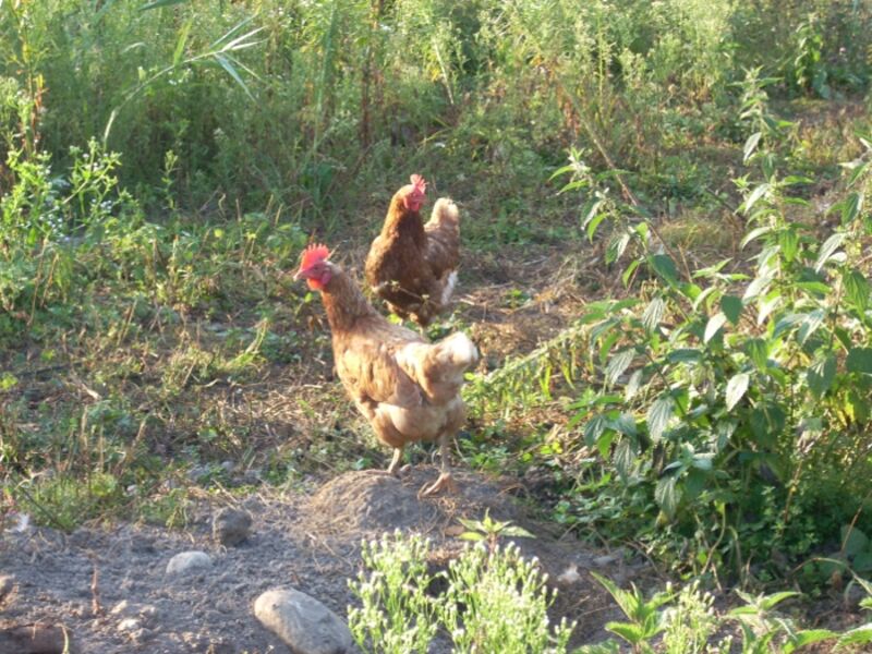 Poules se promenant en plein air