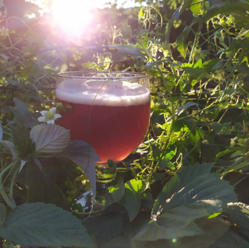 Bière Percée soleil