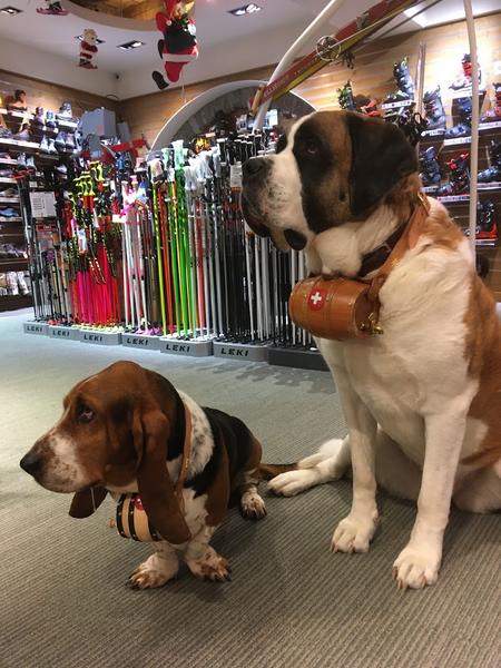 xL et small pellissier sports smaoens