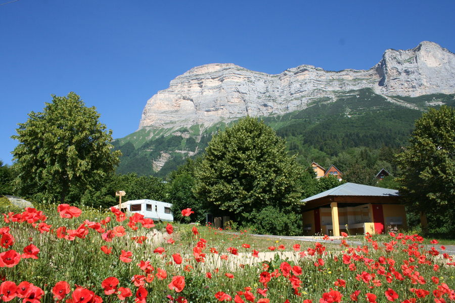 Coquelicots