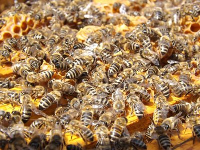 Abeilles