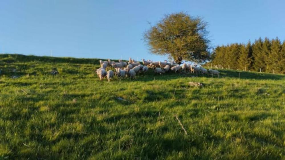 La Ferme du Mont_Fay-sur-Lignon