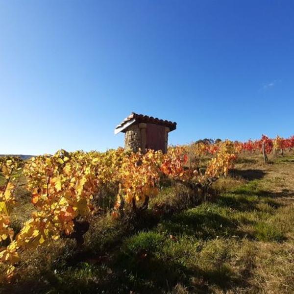 Les vignes du domaine