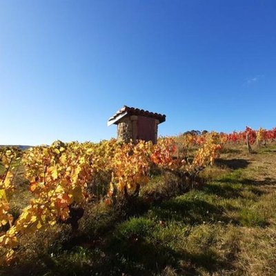 Les vignes du domaine