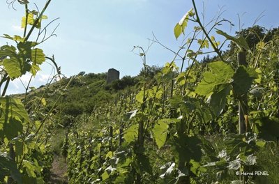 Vignoble du coteau de Brézème