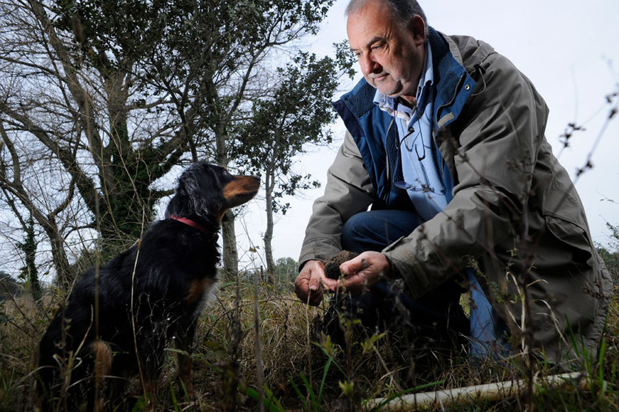 Domaine de Montine. Cavage avec le chien