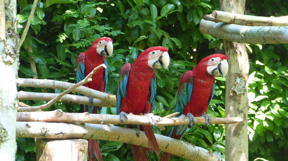 Parc des perroquets
