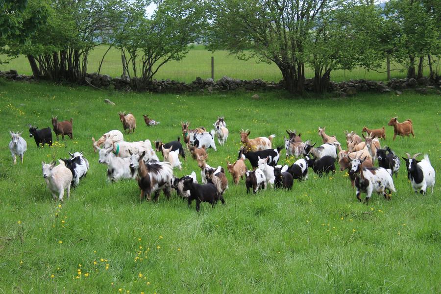 La Ferme des Chibottes_Saint-Julien-Chapteuil