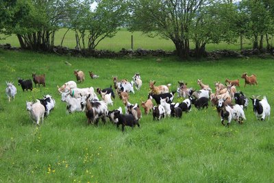 La Ferme des Chibottes_Saint-Julien-Chapteuil