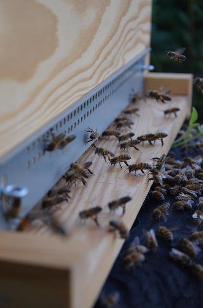 Le Berger des Abeilles_Montselgues