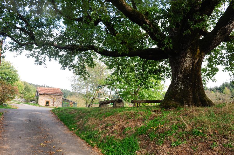 chêne de la Gilbernie