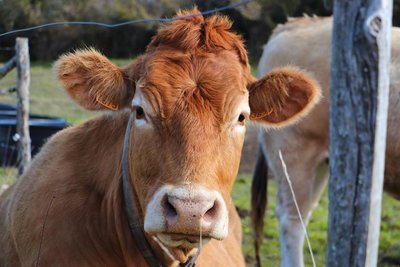 Sébastien Revol agriculteur à la Chapelle en Vercors, producteur de fromages dont Le Bleu du Vercors Sassenage (AOP)