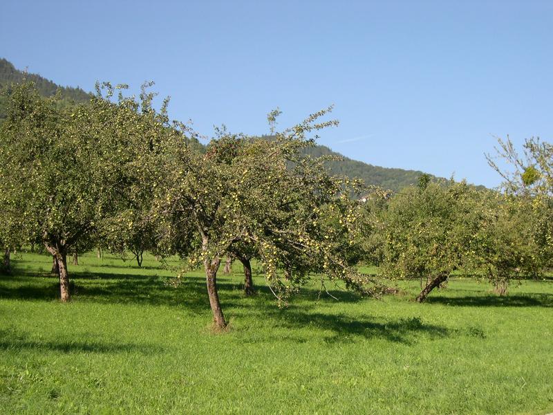 Maison de la pomme