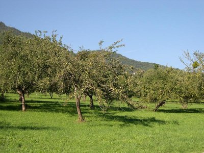 Maison de la pomme