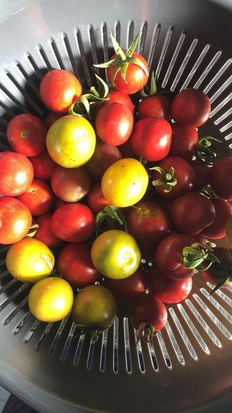 les tomates du jardins