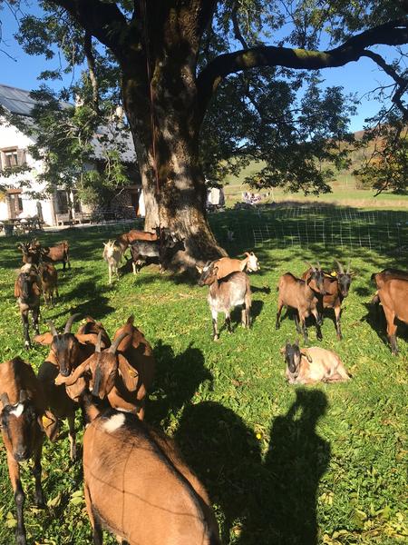 GAEC La Grange des Plans_Haut Valromey