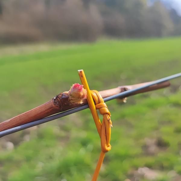 Attachage traditionnel à l'osier