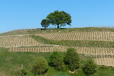 vignes