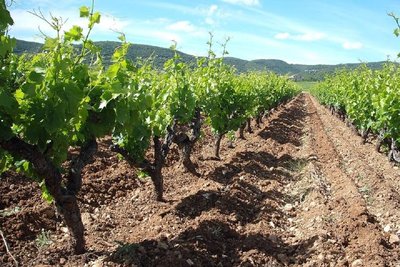 domaine-marius-pradal-saint-montan