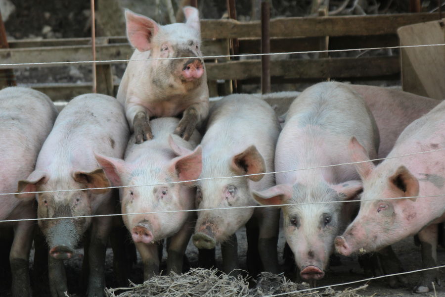 Ferme Morin Pommerol