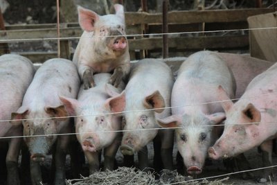 Ferme Morin Pommerol