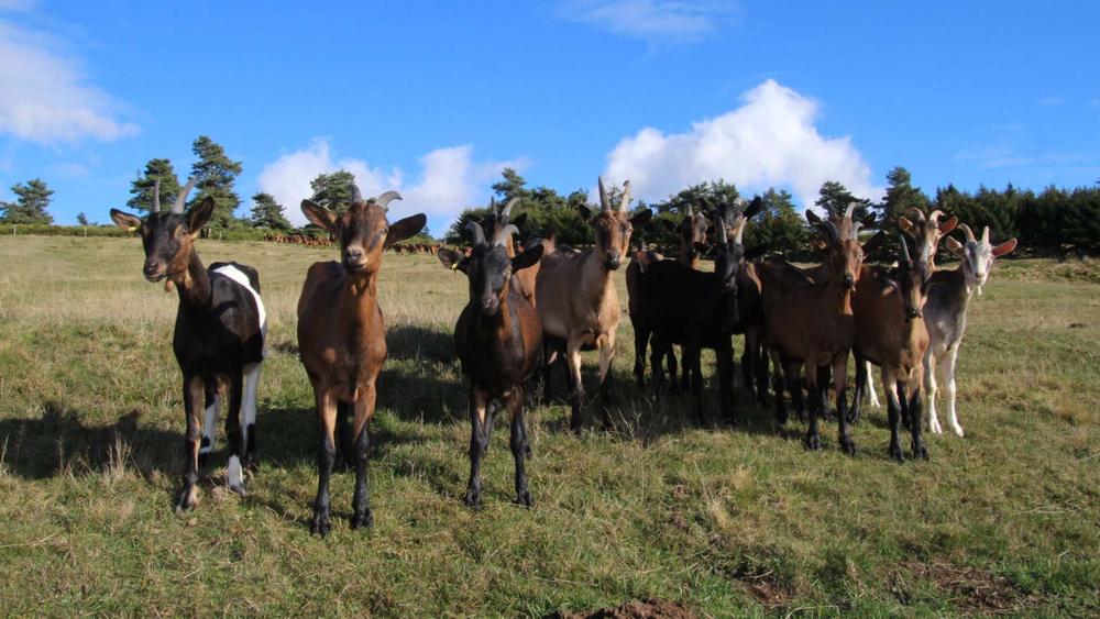 Ferme Sagne Rousseyre_Lanarce