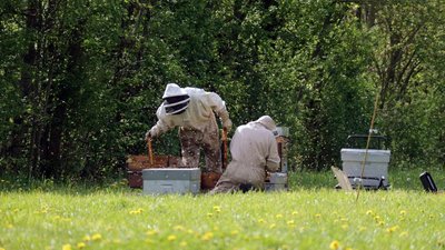 Découverte de l'apiculture_Sagnes-et-Goudoulet