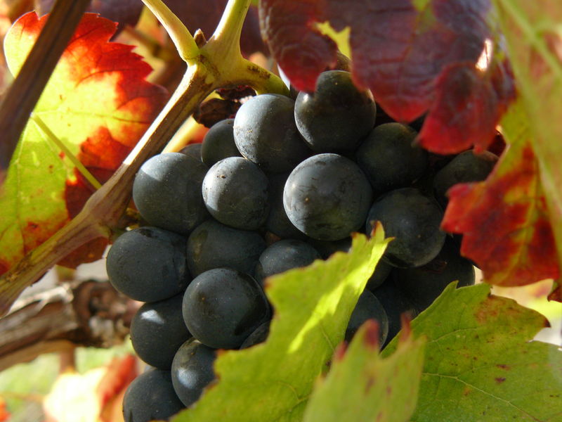 Vignoble puydômois