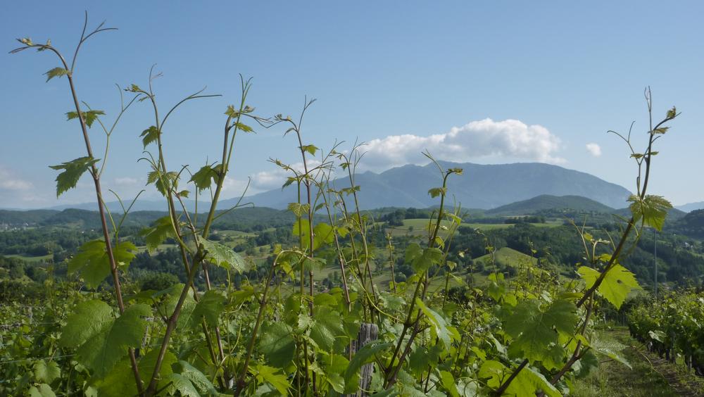 Les vignes de la Maison Fusillet