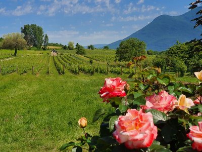Vignoble Gamay