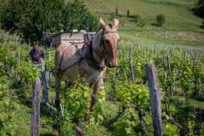 Château de Mérande - Domaine Genoux - vins de Savoie - biodynamie