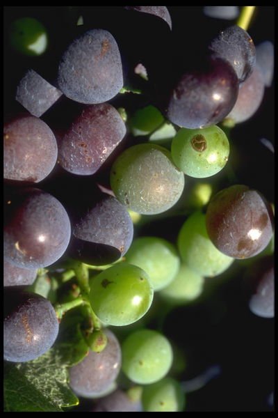 raisins