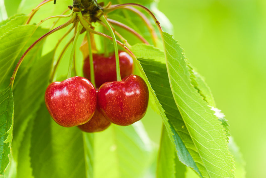 cerises
