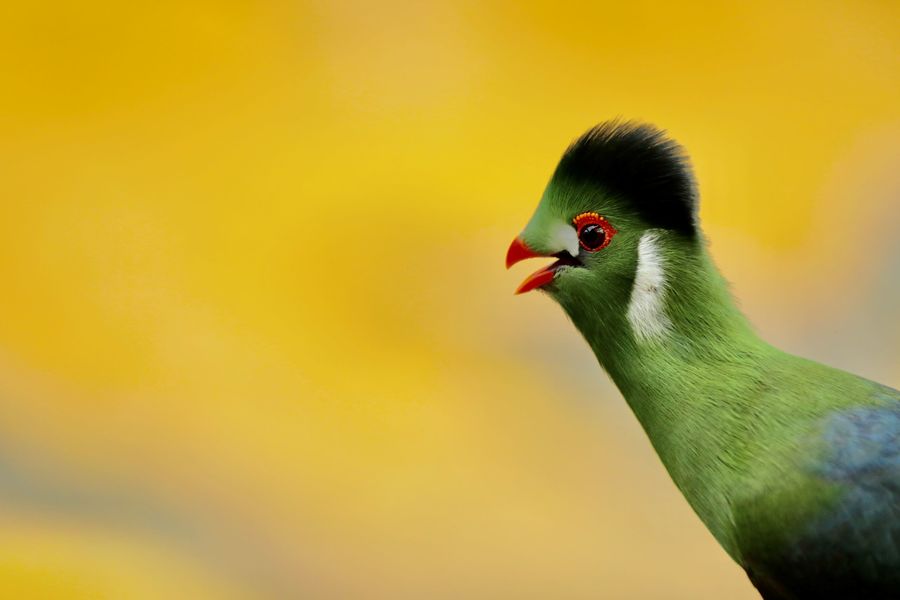 Touraco