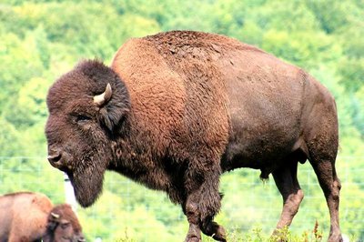 Bisons des Monts de la Madeleine