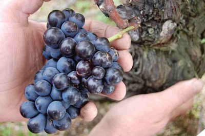 Domaine Sérol