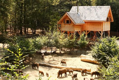Cabane perchée Sangliers