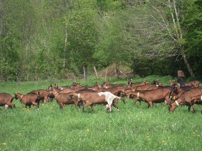 Le troupeau de chèvre