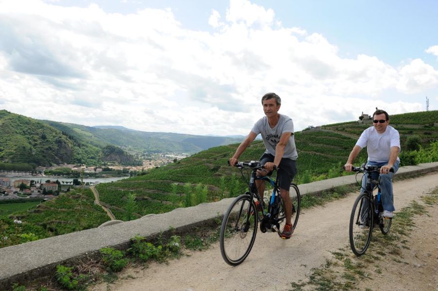 Vélo électrique dansles vignes