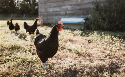 La ferme des oiseaux de passage