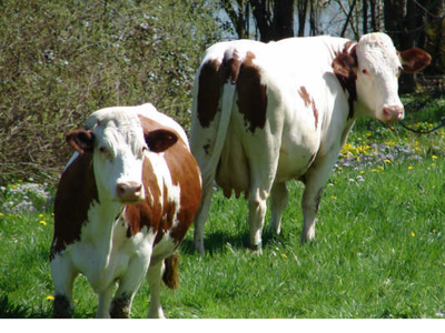 La Ferme Félinoise